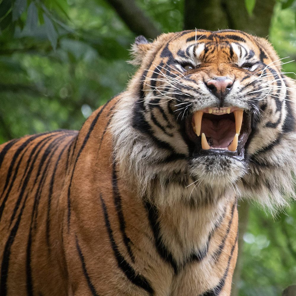 <b> SUMATRAN TIGER </b>
<br>
<i>Panthera tigris sondaica</i>
<br>
Where They Live: Sumatra
<br>
Status: Critically Endangered