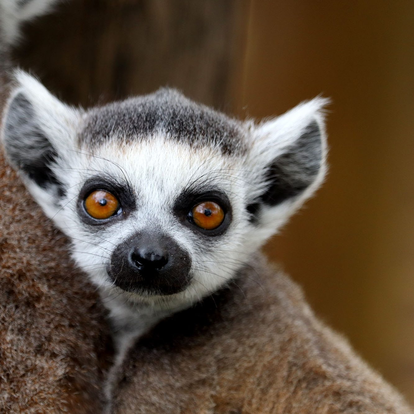 <b>RING-TAILED LEMUR</b>
<br>
<i>Lemur catta</i>
<br>
Where They Live: Madagascar
<br>
Status: Near Threatened