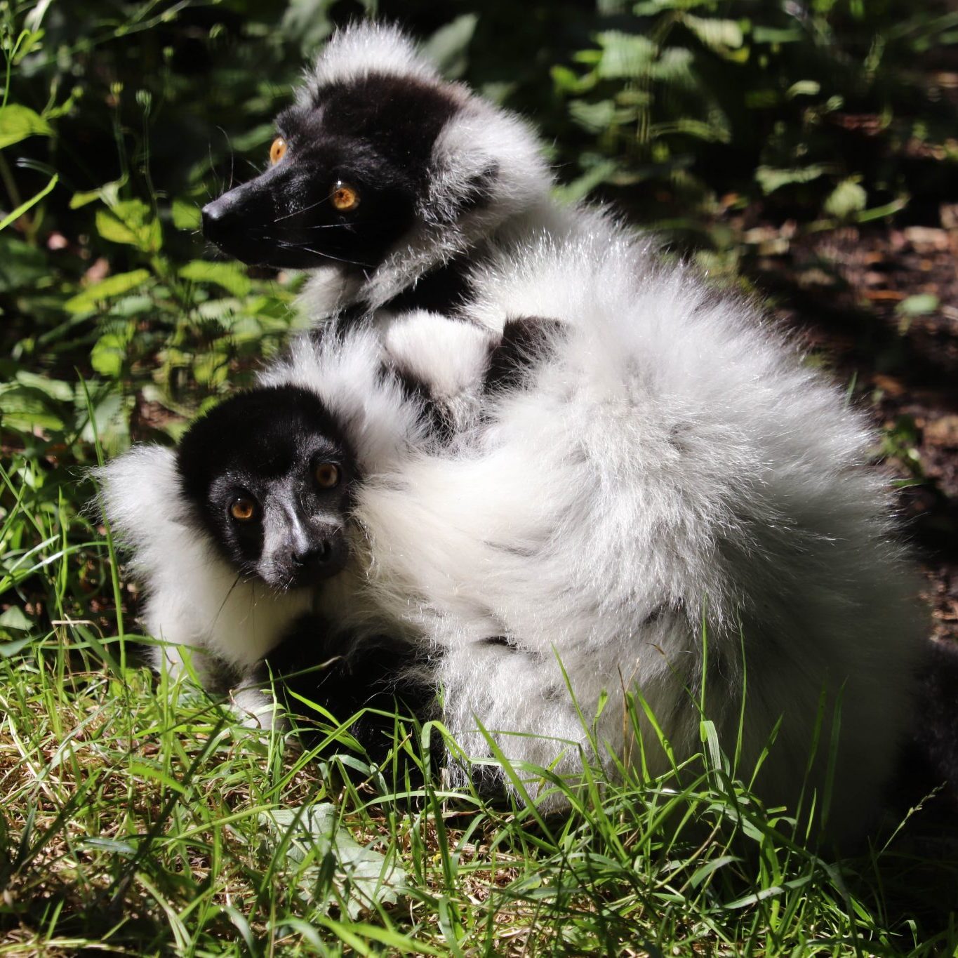 <b>BLACK & WHITE RUFFED LEMUR</b>
<i>Varecia variegata</i>
<br>
Where They Live: Madagascar
<br>
Status: Critically Endangered