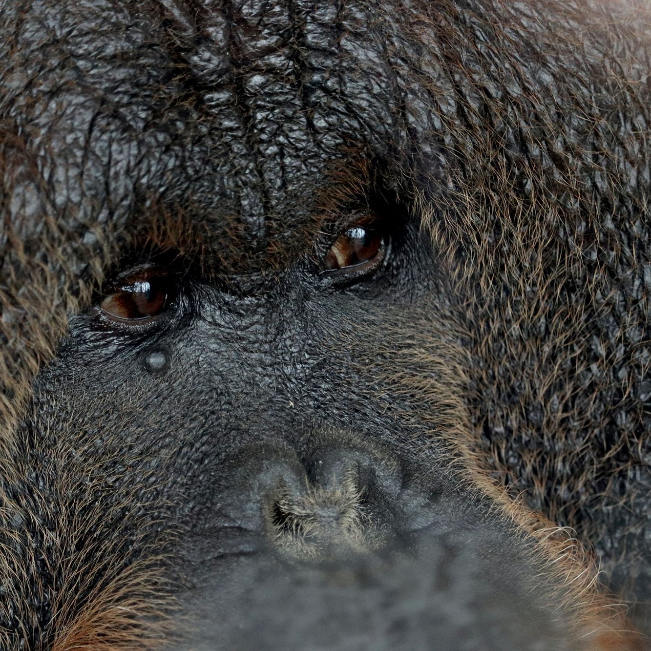 <b>BORNEAN ORANGUTAN</b>
<br>
<i>Pongo pygmaeus</i>
<br>
Where They Live: Borneo
<br>
Status: Endangered