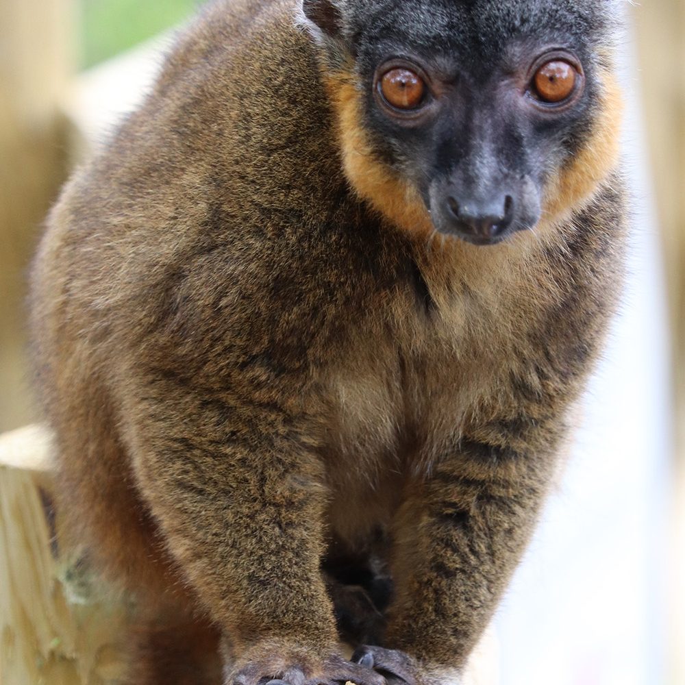 <b>COLLARED BROWN LEMUR</b>
<br>
<i>Eulemur collaris</i>
<br>
Where They Live: Madagascar
<br>
Status: Endangered