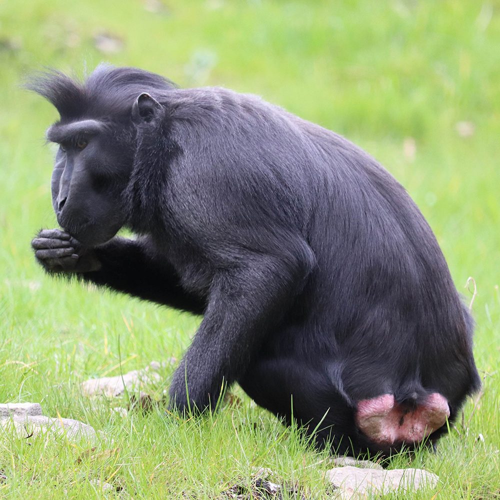 <b>SULAWESI CRESTED MACAQUE</b>
<br>
<i>Macaca nigra</i>
<br>
Where They Live: Indonesia
<br>
Status: Critically Endangered