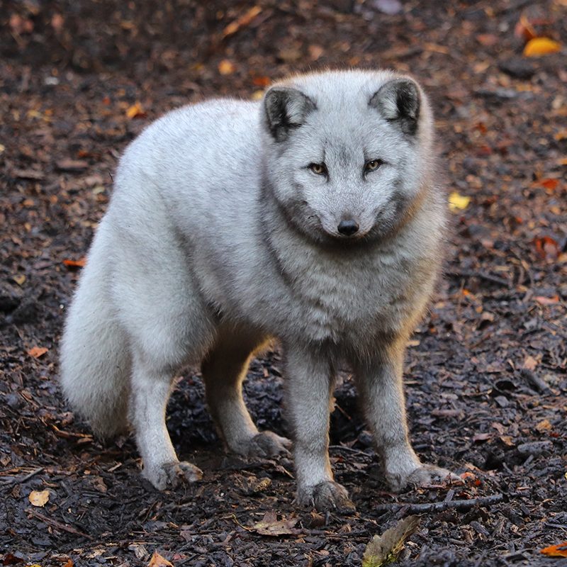 <b>ARCTIC FOX</b>
<br>
<i>Vulpes lagopus</i>
<br>
Where They Live: Northern Hemisphere
<br>
Status: Least Concern