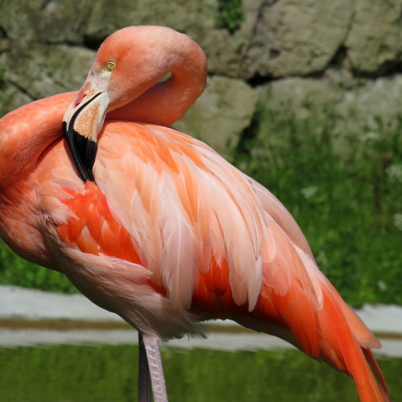 <b>AMERICAN FLAMINGO</b>
<i>Phoenicopterus ruber</i>
<br>
Where They Live: America & Caribbean
<br>
Status: Least Concern
