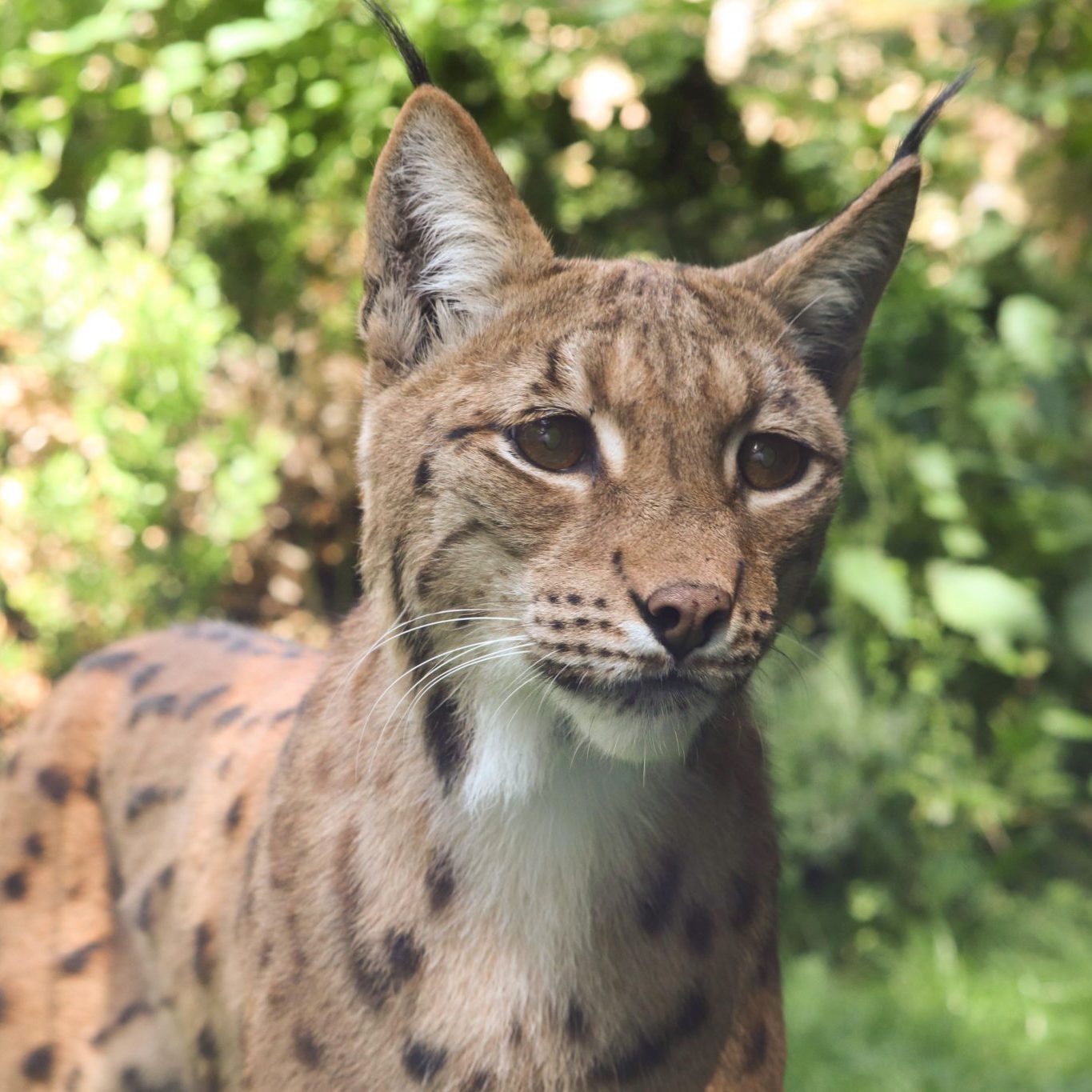 <b>CARPATHIAN LYNX</b>
<br>
<i>Lynx lynx carpathicus</i>
<br>
Where They Live: Romania, Slovakia & Hungary
<br>
Status: Least Concern