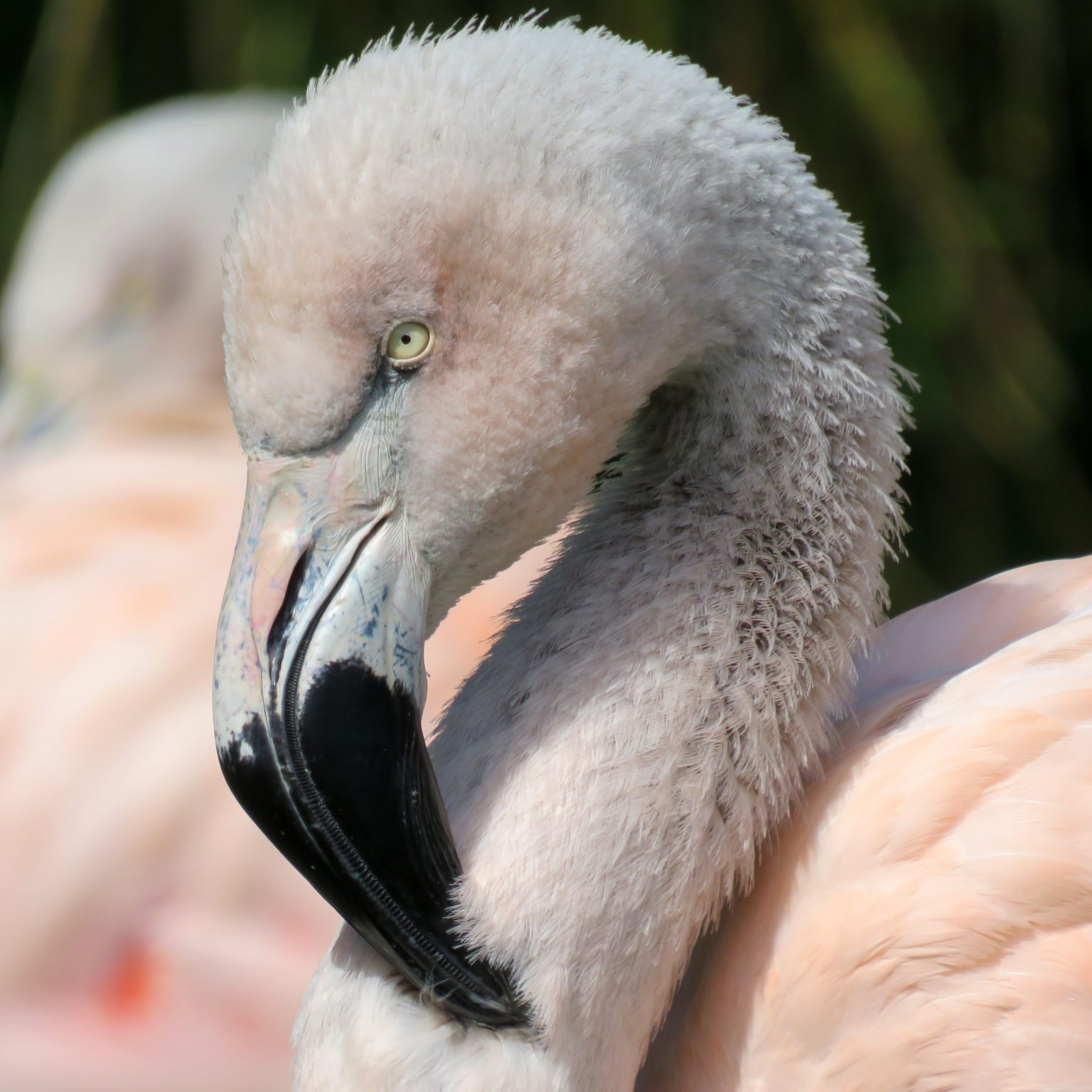 <b>CHILEAN FLAMINGO</b>
<i>Phoenicopterus chilensis</i>
<br>
Where They Live: Ecuador, Peru, Chile & Argentina
<br>
Status: Near Threatened