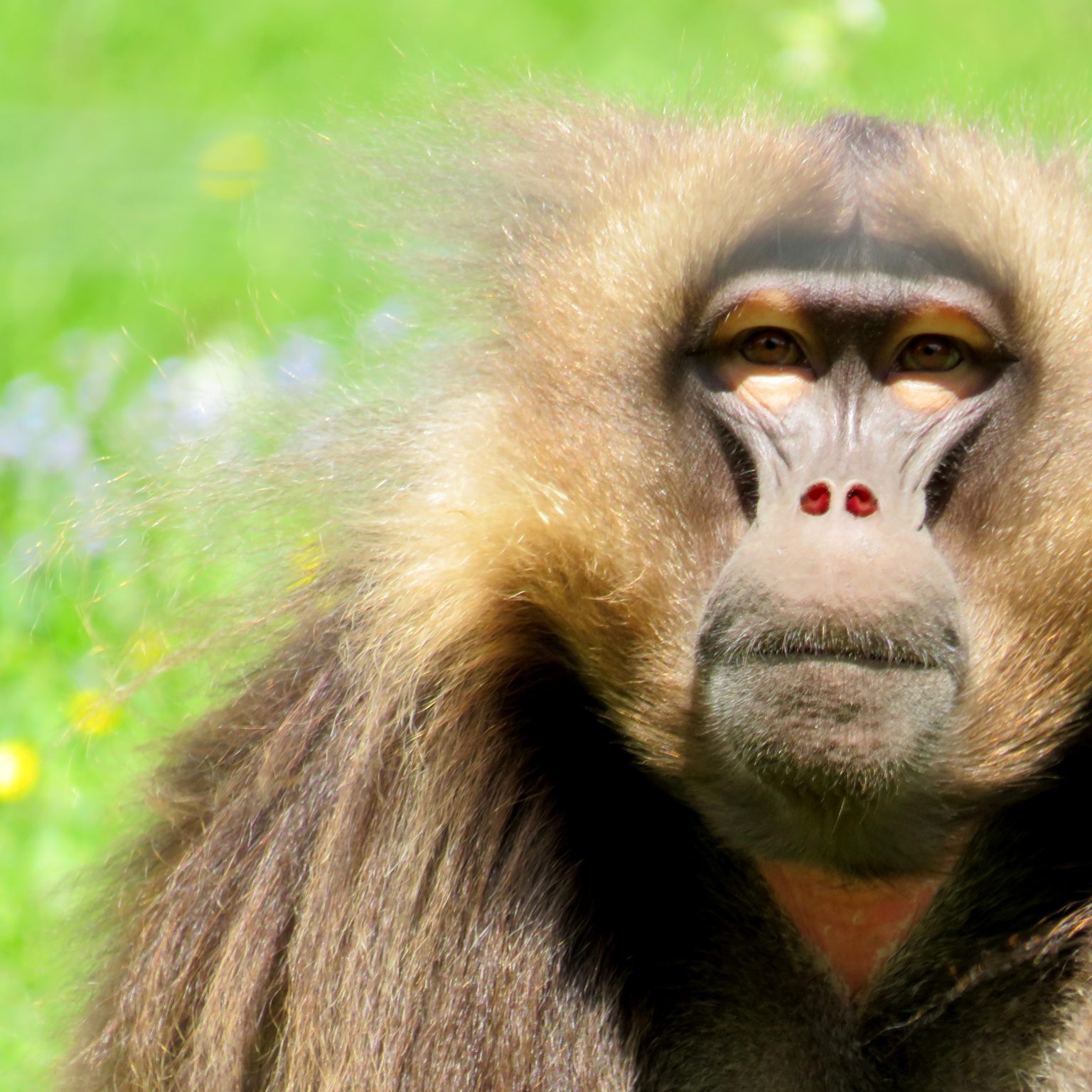 <b>GELADA</b>
<br>
<i>Theropithecus gelada</i>
<br>
Where They Live: Ethiopian Highlands
<br>
Status: Least Concern
