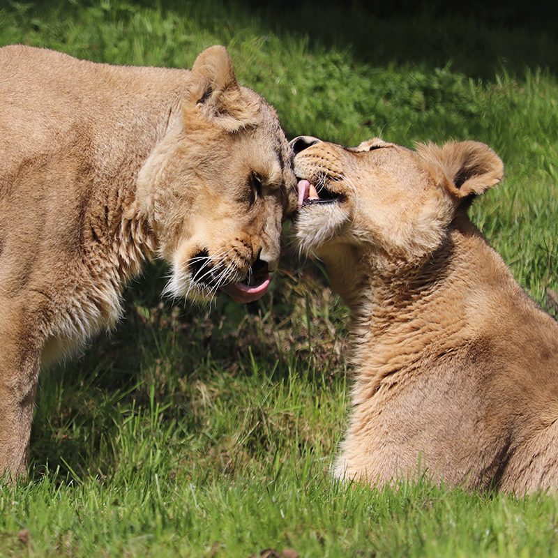 <b>ASIATIC LION</b>
<br>
<i>Panthera leo persica</i>
<br>
Where They Live: India
<br>
Status: Endangered