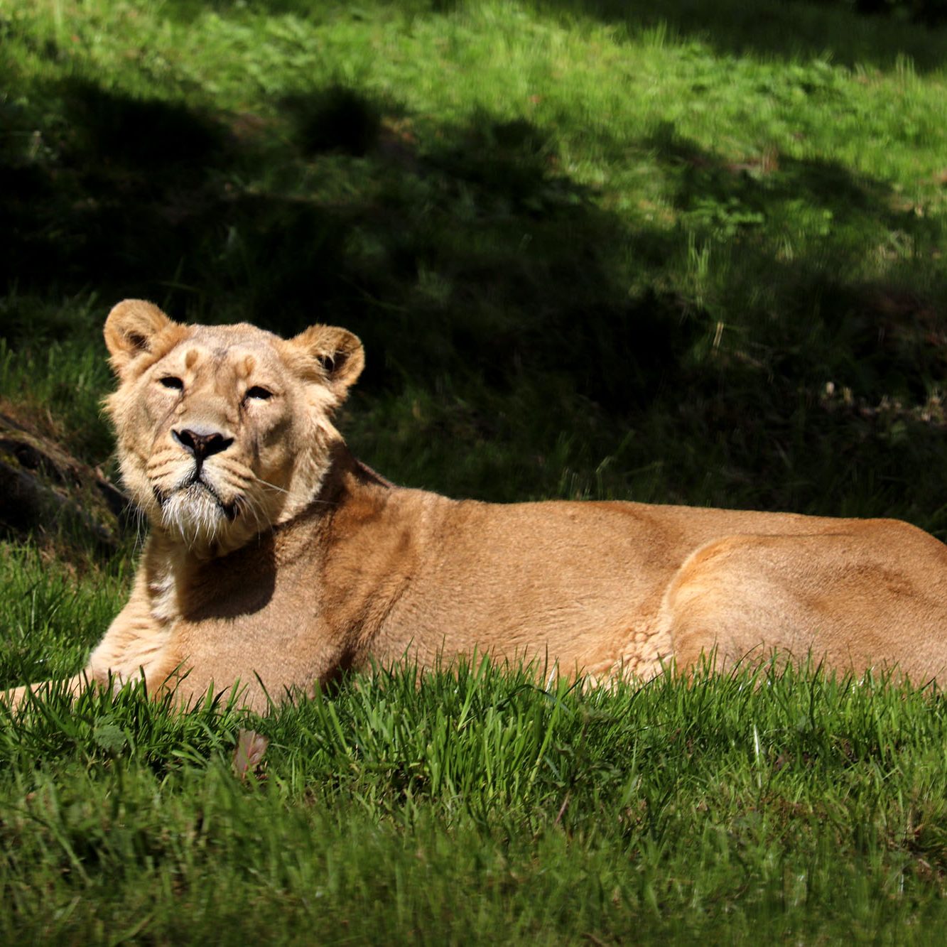 <b>ASIATIC LION</b>
<br>
<i>Panthera leo persica</i>
<br>
Where They Live: India
<br>
Status: Endangered