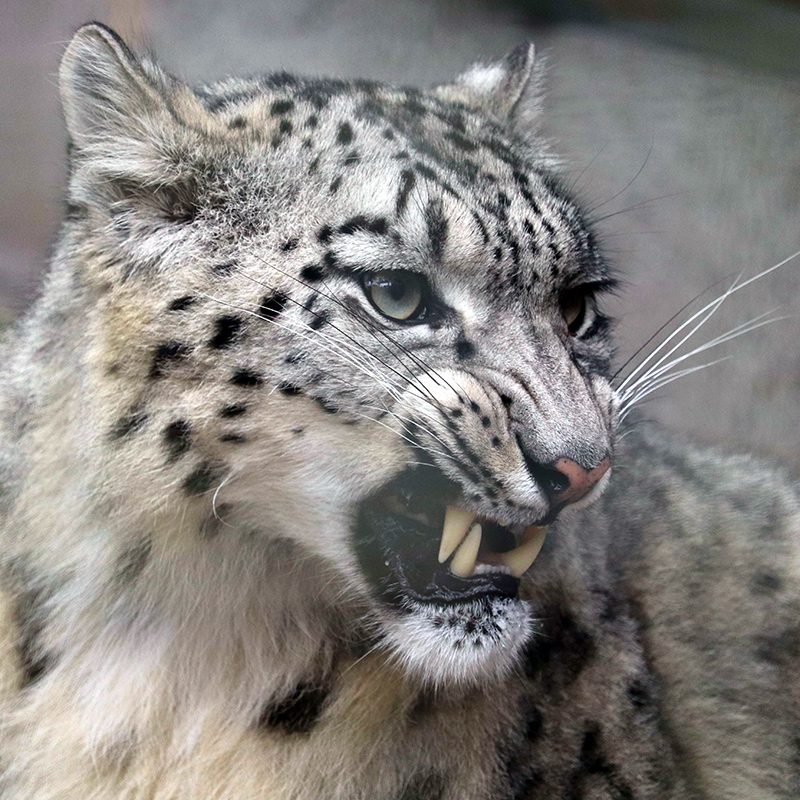 <b>SNOW LEOPARD</b>
<br>
<i>Panthera uncia</i>
<br>
Where They Live: Central & South Asia
<br>
Status: Vulnerable