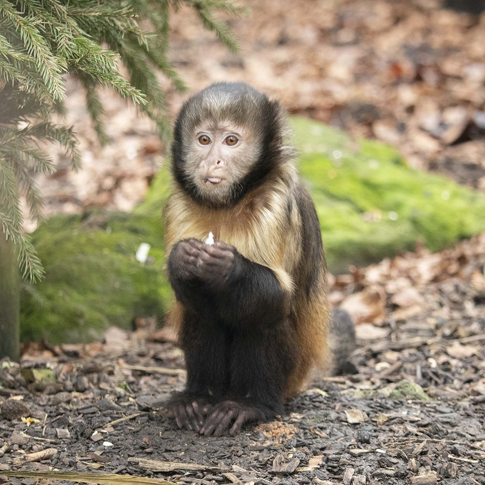 <b>YELLOW BREASTED CAPUCHIN</b>
<br>
<i>Sapajus xanthosternos</i>
<br>
Where They Live: Brazil
<br>
Status: Critically Endangered