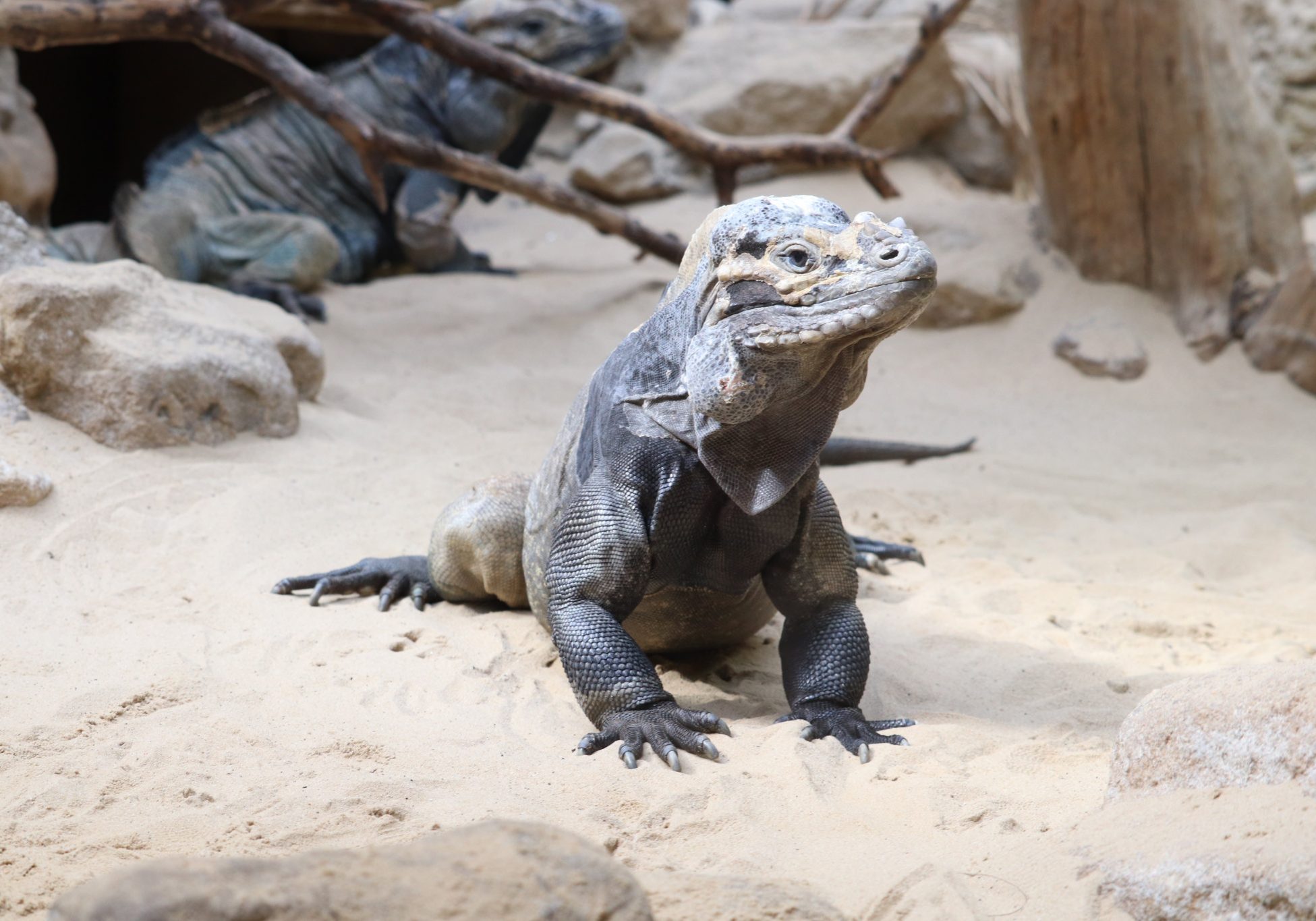 <b>RHINOCEROS IGUANA</b>
<br>
<i>Cyclura cornuta</i>
<br>
Where They Live: Hispaniola
<br>
Status: Endangered