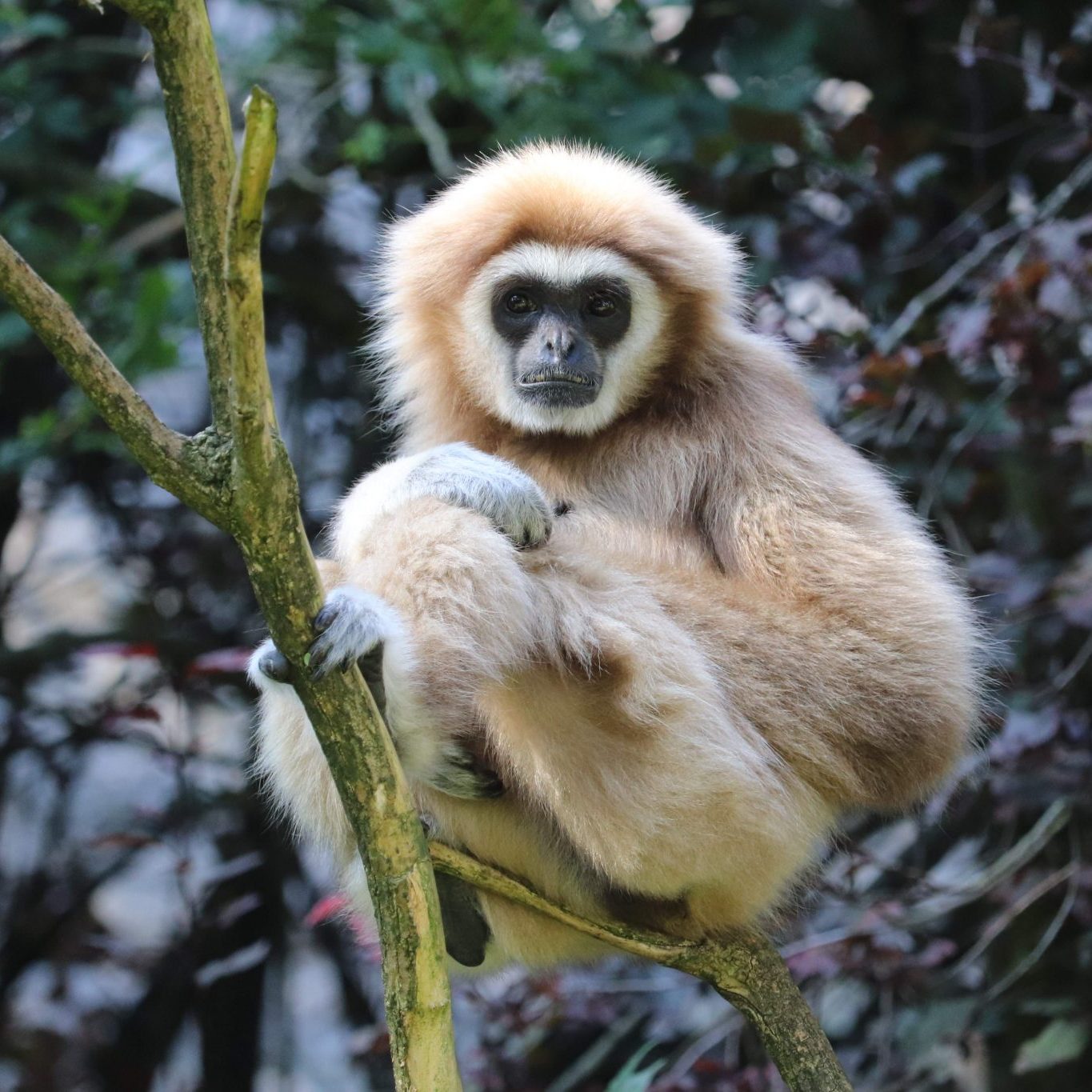 <b>LAR GIBBON</b>
<br>
<i>Hylobates lar</i>
<br>
Where They Live: China, Thailand, Laos, Burma & Indonesia
<br>
Status: Endangered