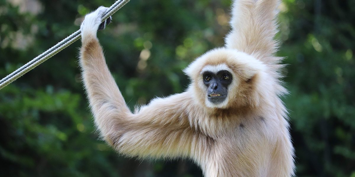 <b>LAR GIBBON</b>
<br>
<i>Hylobates lar</i>
<br>
Where They Live: China, Thailand, Laos, Burma & Indonesia
<br>
Status: Endangered