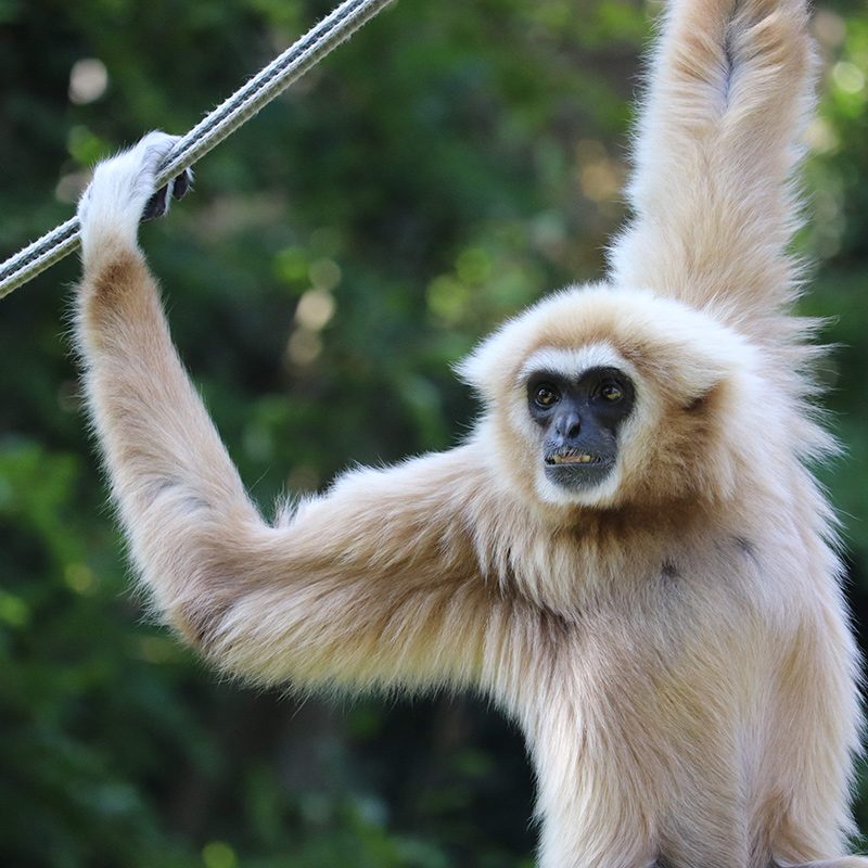 <b>LAR GIBBON</b>
<br>
<i>Hylobates lar</i>
<br>
Where They Live: China, Thailand, Laos, Burma & Indonesia
<br>
Status: Endangered