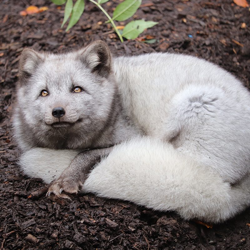 <b>ARCTIC FOX</b>
<br>
<i>Vulpes lagopus</i>
<br>
Where They Live: Northern Hemisphere
<br>
Status: Least Concern