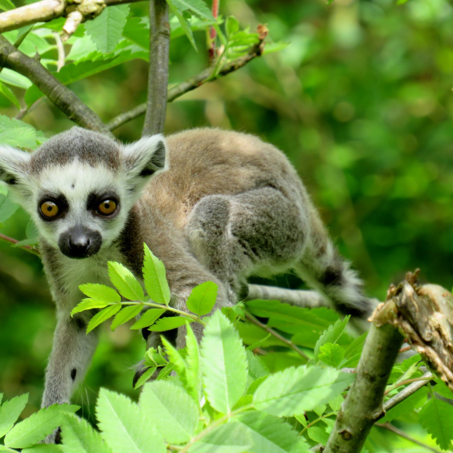 <b>RING-TAILED LEMUR</b>
<br>
<i>Lemur catta</i>
<br>
Where They Live: Madagascar
<br>
Status: Near Threatened