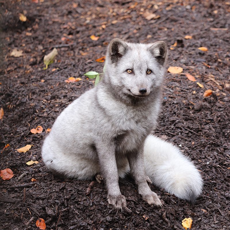 <b>ARCTIC FOX</b>
<br>
<i>Vulpes lagopus</i>
<br>
Where They Live: Northern Hemisphere
<br>
Status: Least Concern