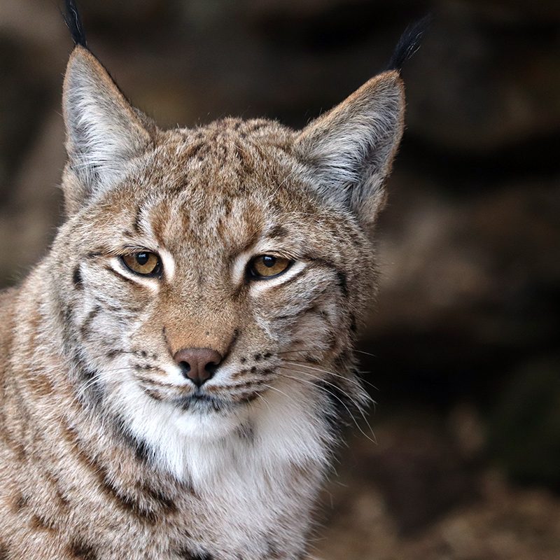 <b>CARPATHIAN LYNX</b>
<br>
<i>Lynx lynx carpathicus</i>
<br>
Where They Live: Romania, Slovakia & Hungary
<br>
Status: Least Concern