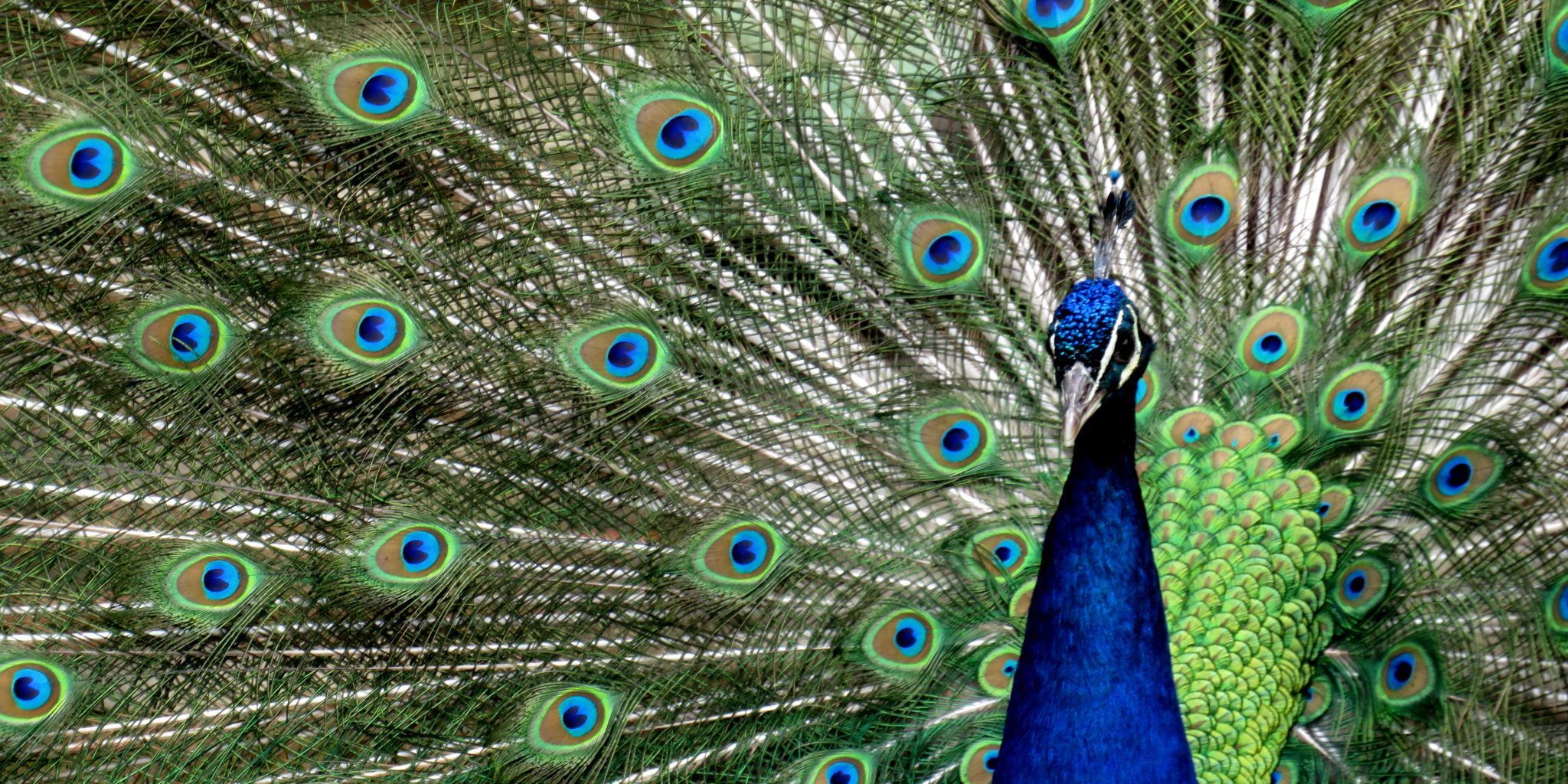 <b>INDIAN BLUE PEACOCK</b>
<br>
<i>Pavo cristatus</i>
<br>
Where They Live: India, Pakistan & Sri Lanka
<br>
Status: Least Concern
