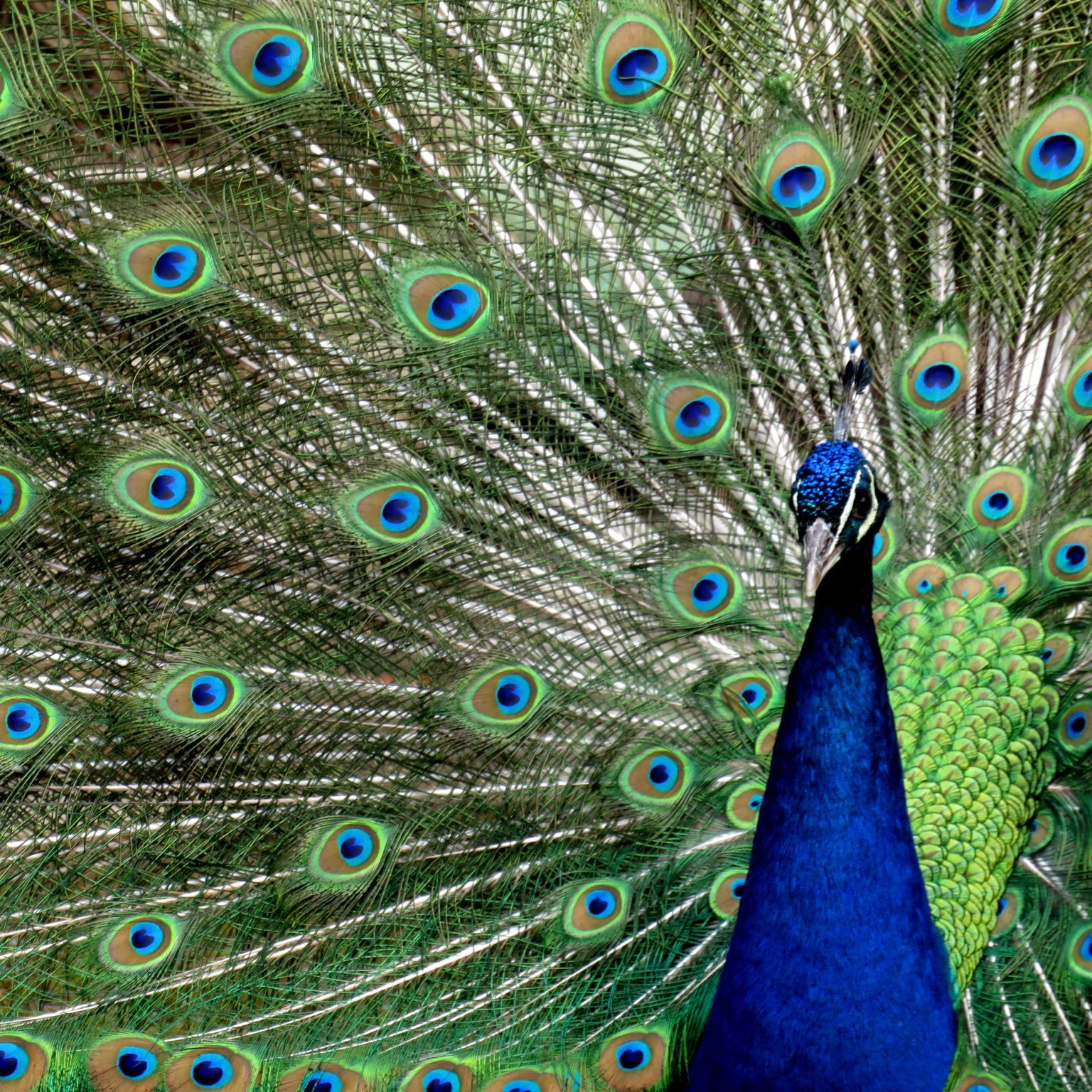 <b>INDIAN BLUE PEACOCK</b>
<br>
<i>Pavo cristatus</i>
<br>
Where They Live: India, Pakistan & Sri Lanka
<br>
Status: Least Concern
