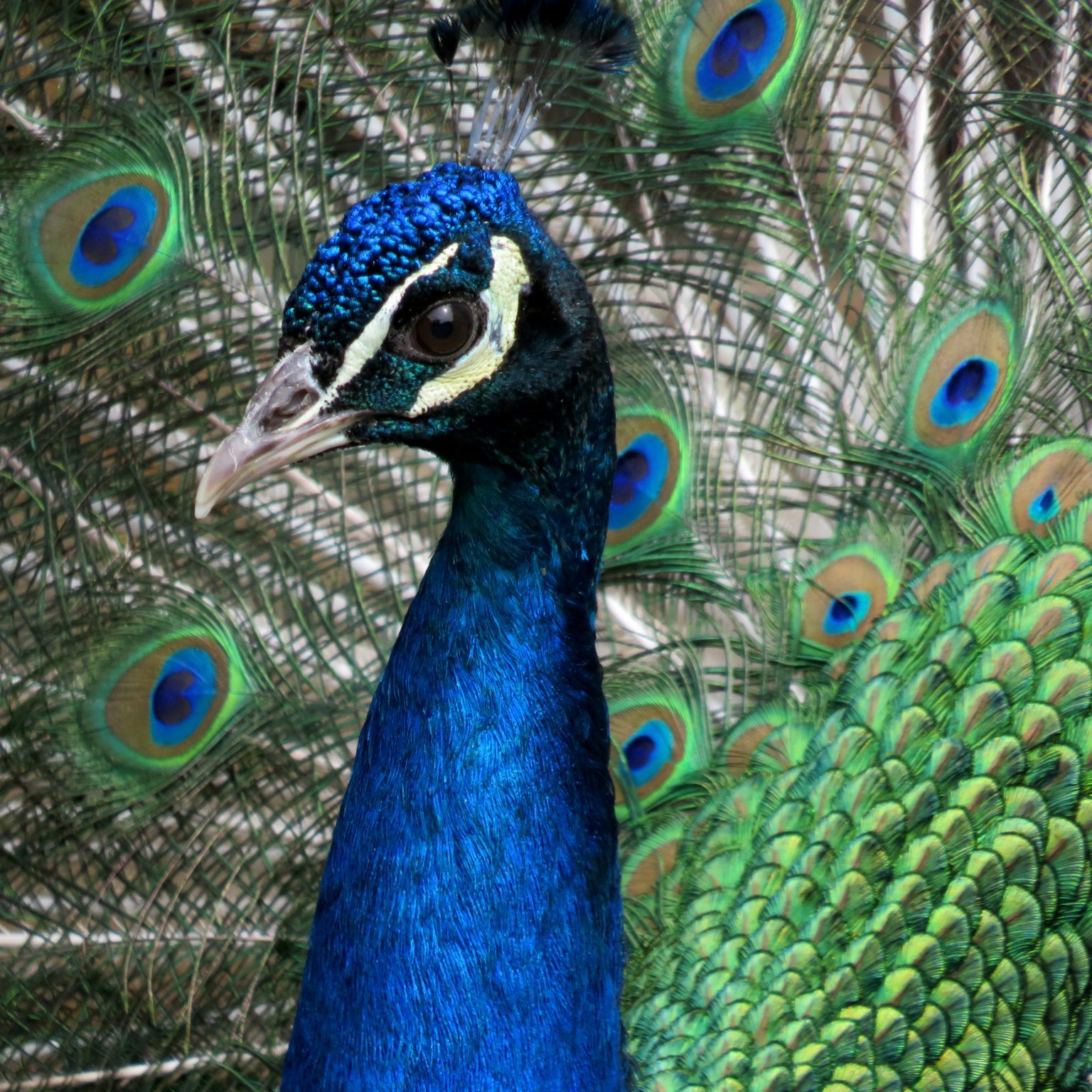 <b>INDIAN BLUE PEACOCK</b>
<br>
<i>Pavo cristatus</i>
<br>
Where They Live: India, Pakistan & Sri Lanka
<br>
Status: Least Concern