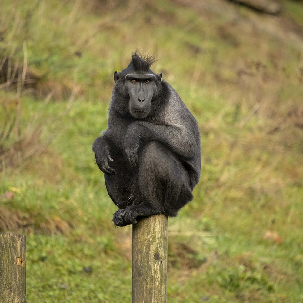 <b>SULAWESI CRESTED MACAQUE</b>
<br>
<i>Macaca nigra</i>
<br>
Where They Live: Indonesia
<br>
Status: Critically Endangered