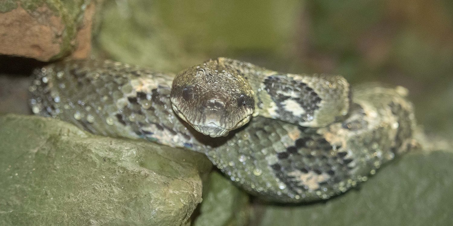 <b>MADAGASCAN TREE BOA</b>
<br>
<i>Sanzinia madagascariensis</i>
<br>
Where They Live: Madagascar
<br>
Status: Least Concern