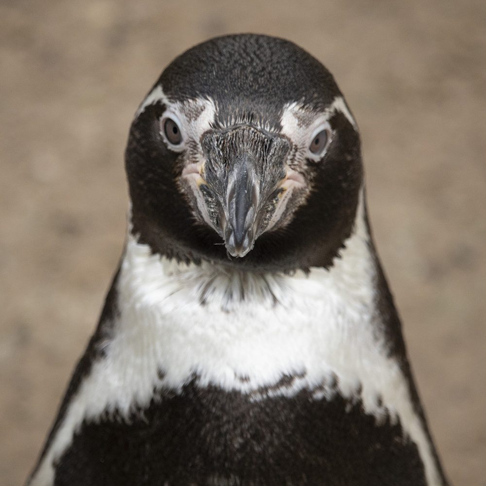 <b>HUMBOLDT PENGUIN</b>
<br>
<i>Spheniscus humboldti</i>
<br>
Where They Live: Peru & Chile
<br>
Status: Vulnerable