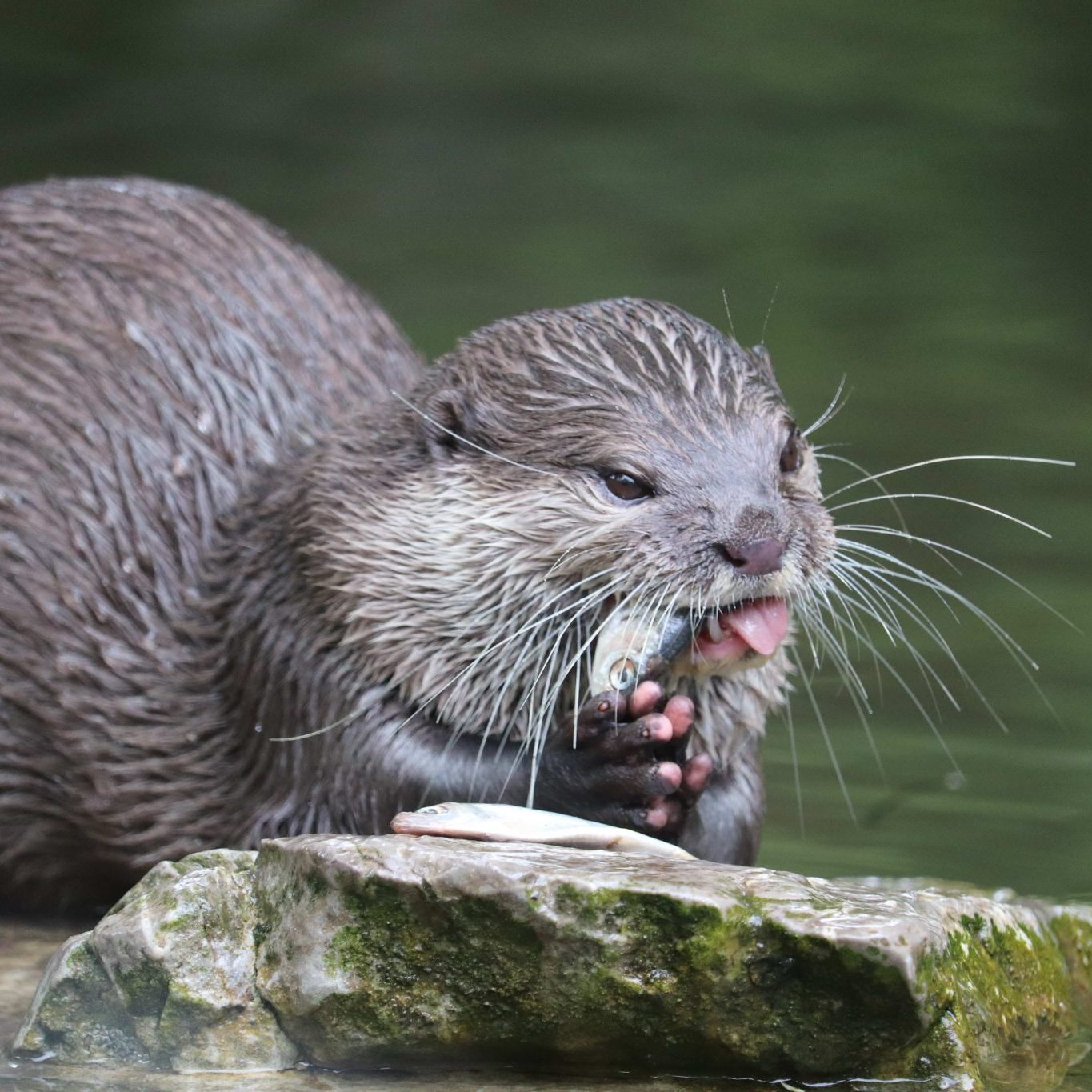 <b>ASIATIC SHORT-CLAWED OTTER</b>
<br>
<i>Amblonyx cinereus</i>
<br>
Where They Live: South East Asia
<br>
Status: Vulnerable