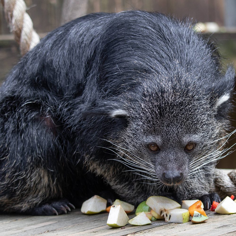 <b>BINTURONG</b>
<br>
<i>Arctictis binturong</i>
<br>
Where They Live: South Asia
<br>
Status: Vulnerable