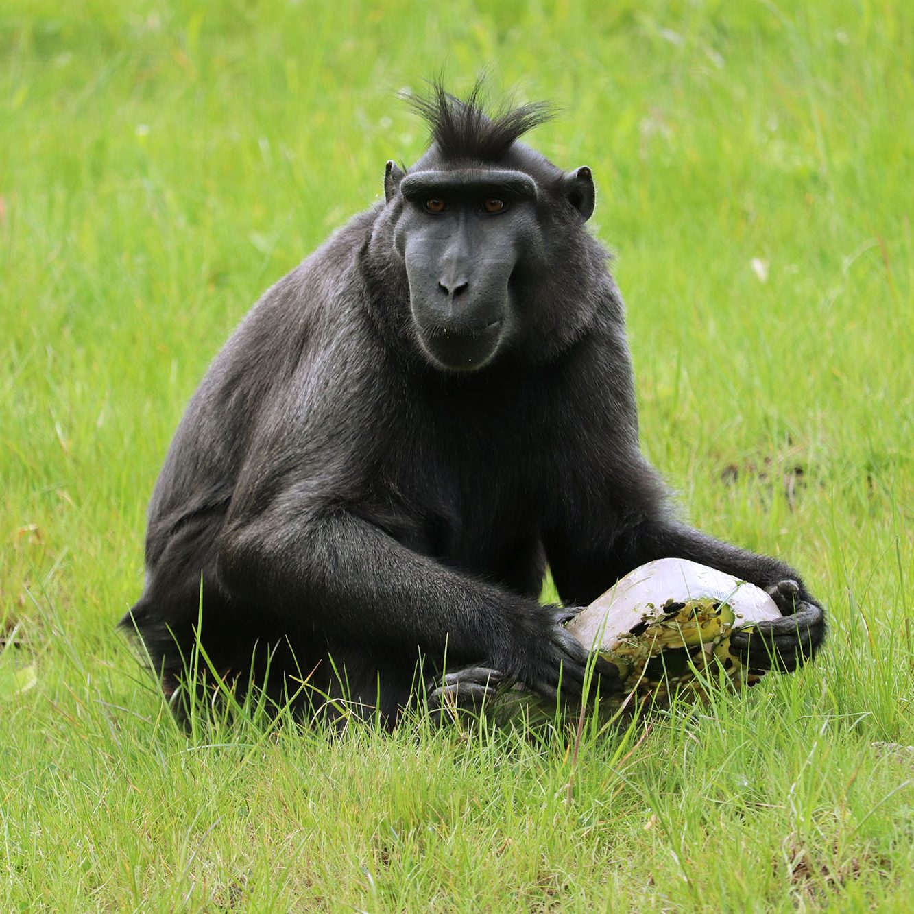 <b>SULAWESI CRESTED MACAQUE</b>
<br>
<i>Macaca nigra</i>
<br>
Where They Live: Indonesia
<br>
Status: Critically Endangered