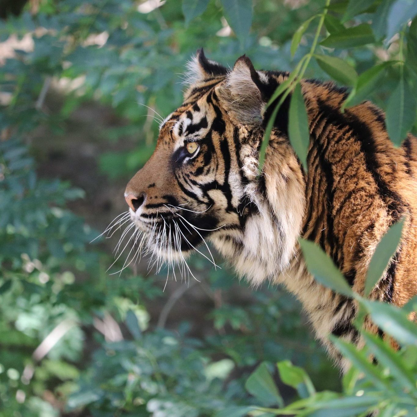 <b> SUMATRAN TIGER </b>
<br>
<i>Panthera tigris sondaica</i>
<br>
Where They Live: Sumatra
<br>
Status: Critically Endangered