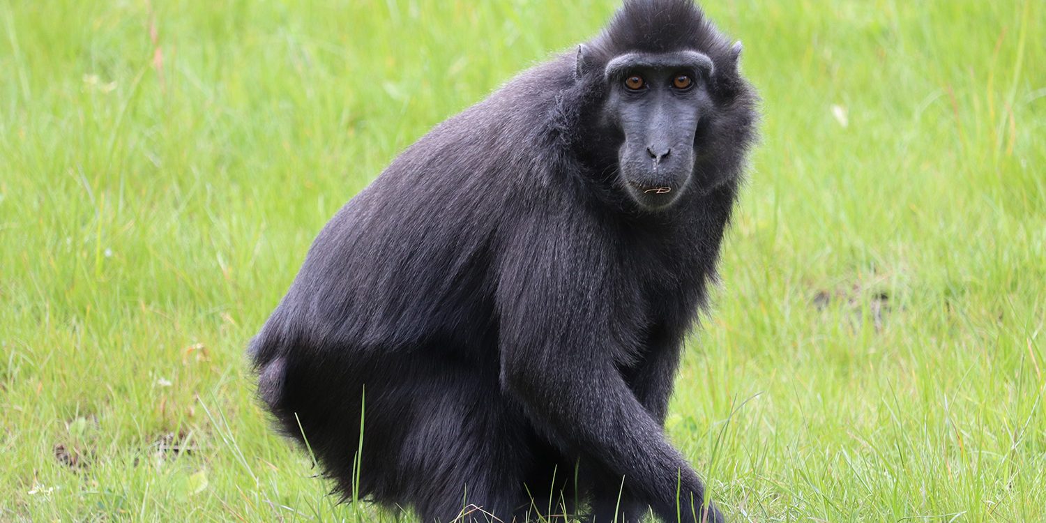 <b>SULAWESI CRESTED MACAQUE</b>
<br>
<i>Macaca nigra</i>
<br>
Where They Live: Indonesia
<br>
Status: Critically Endangered