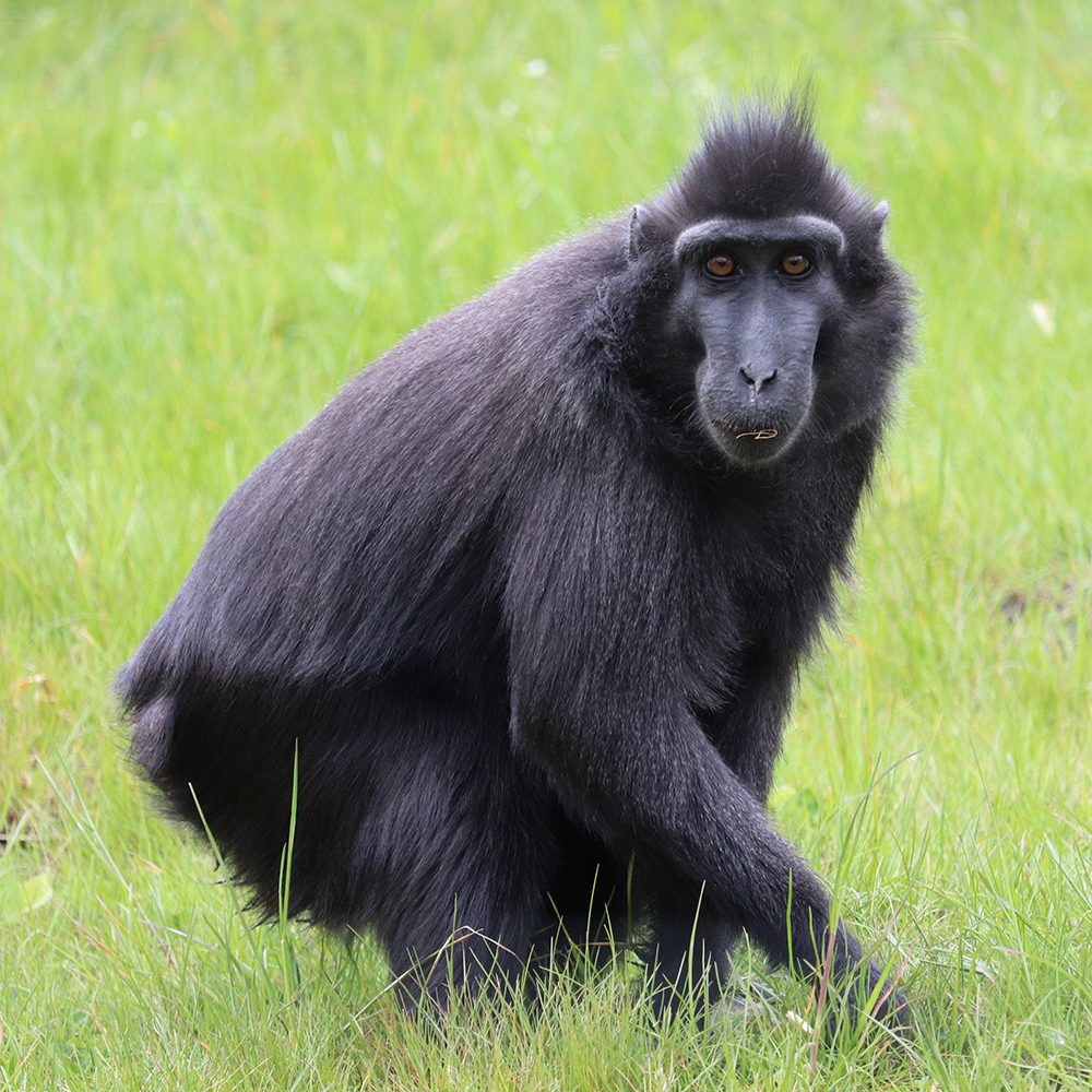 <b>SULAWESI CRESTED MACAQUE</b>
<br>
<i>Macaca nigra</i>
<br>
Where They Live: Indonesia
<br>
Status: Critically Endangered