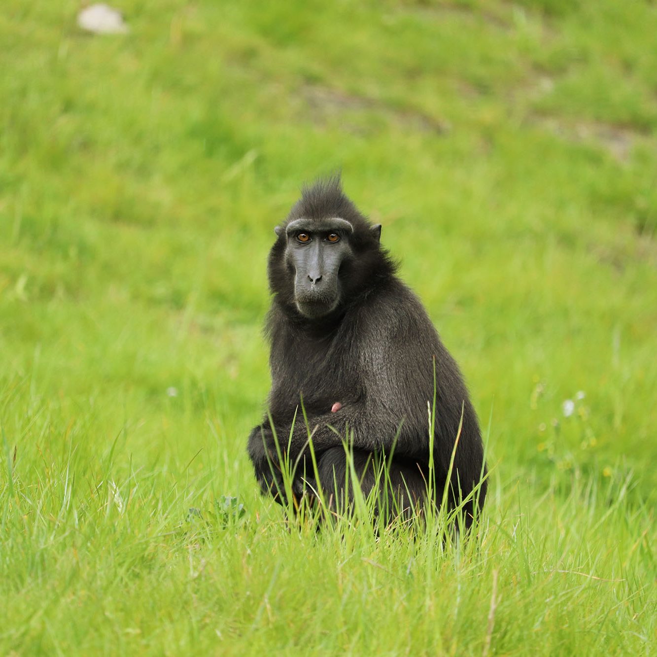 <b>SULAWESI CRESTED MACAQUE</b>
<br>
<i>Macaca nigra</i>
<br>
Where They Live: Indonesia
<br>
Status: Critically Endangered