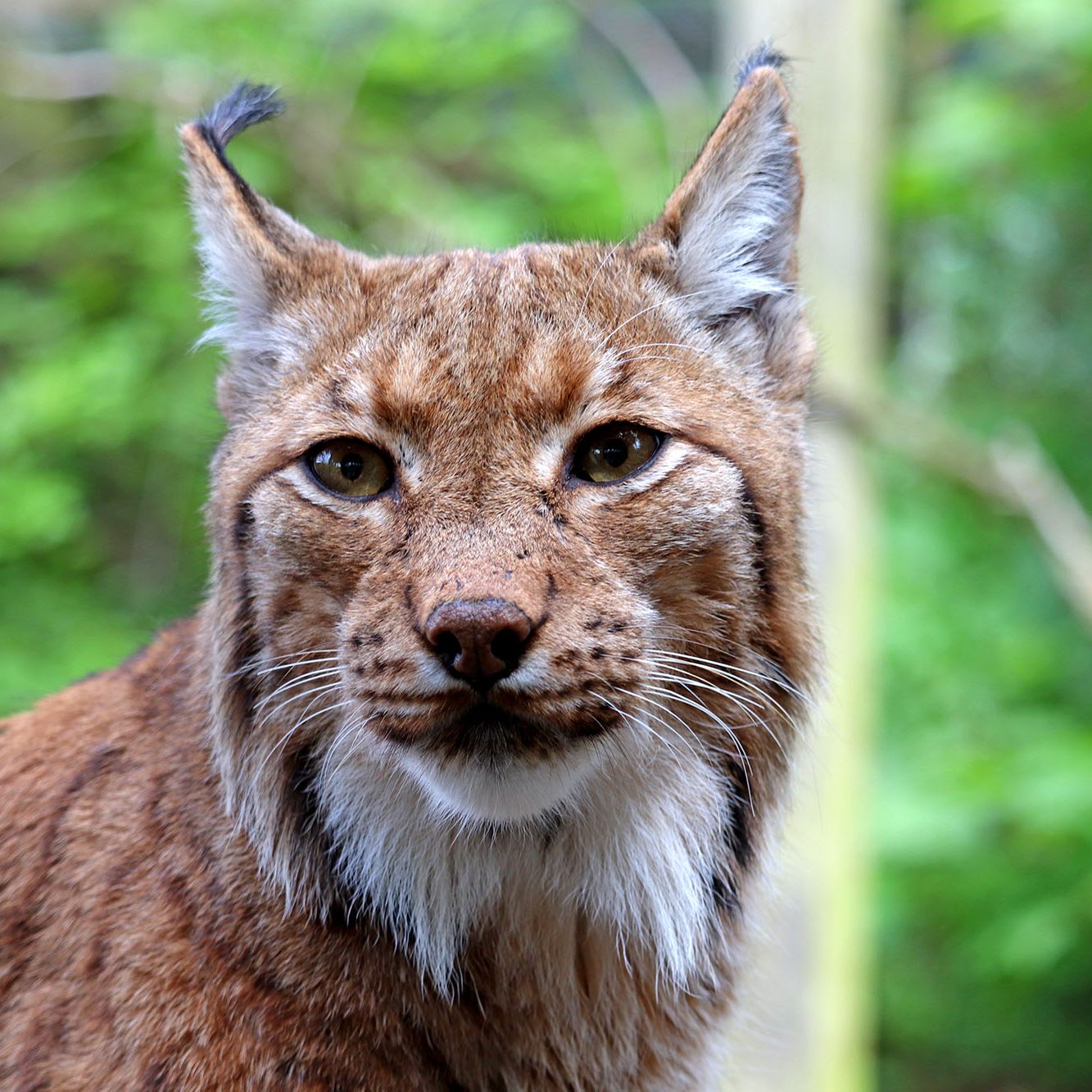 <b>CARPATHIAN LYNX</b>
<br>
<i>Lynx lynx carpathicus</i>
<br>
Where They Live: Romania, Slovakia & Hungary
<br>
Status: Least Concern