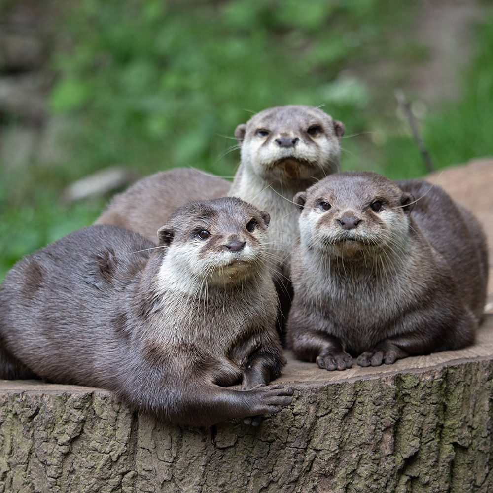 <b>ASIATIC SHORT-CLAWED OTTER</b>
<br>
<i>Amblonyx cinereus</i>
<br>
Where They Live: South East Asia
<br>
Status: Vulnerable