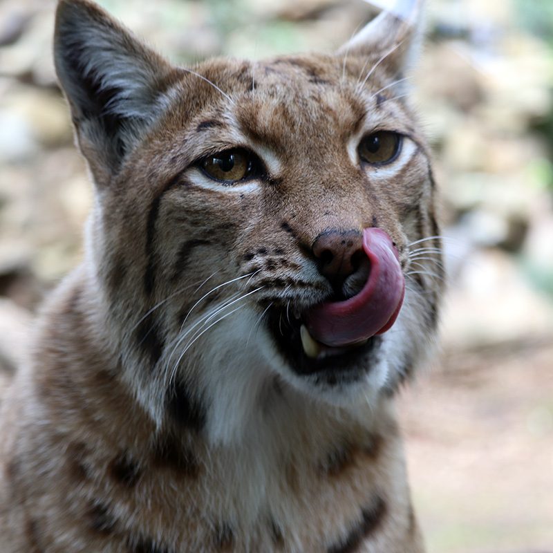 <b>CARPATHIAN LYNX</b>
<br>
<i>Lynx lynx carpathicus</i>
<br>
Where They Live: Romania, Slovakia & Hungary
<br>
Status: Least Concern