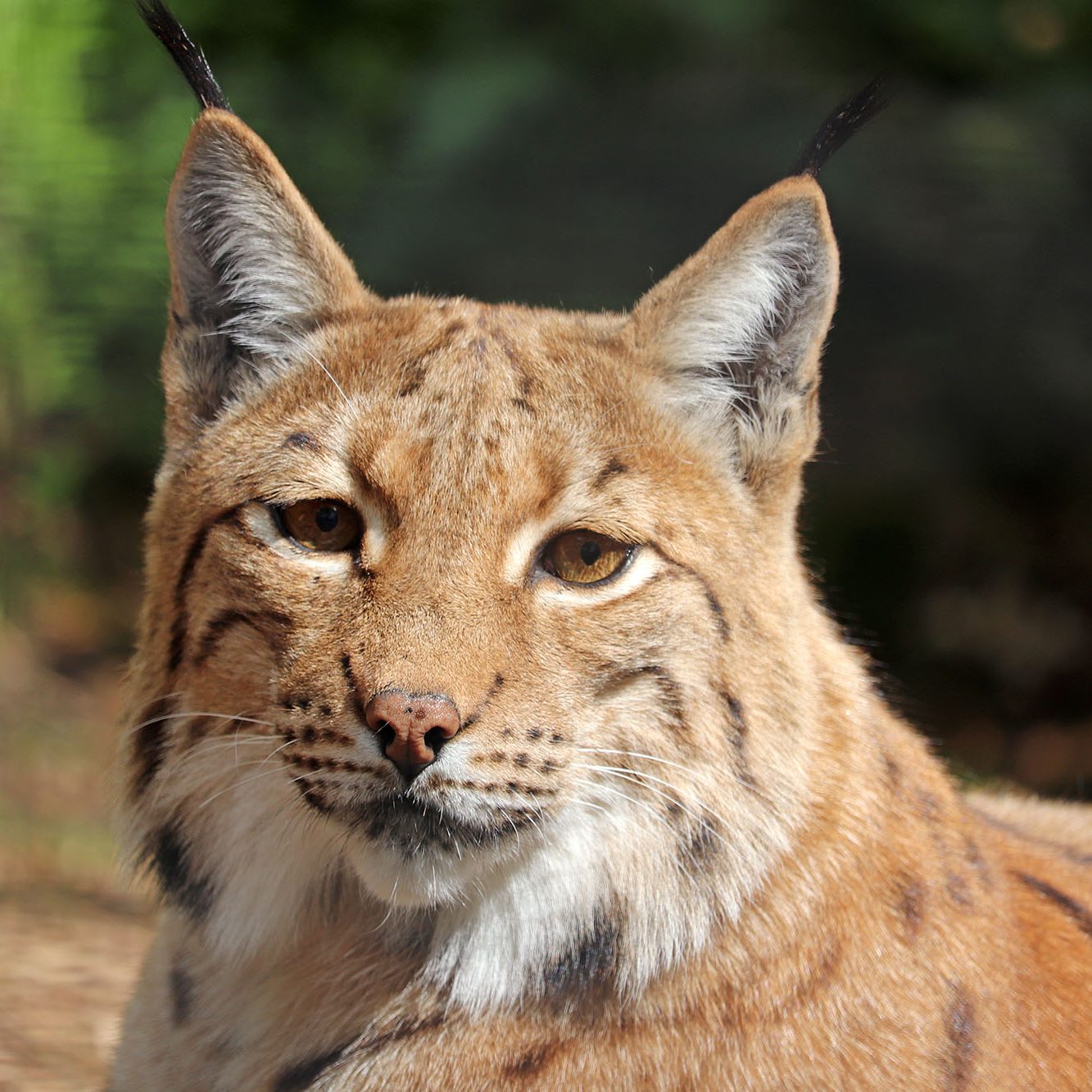 <b>CARPATHIAN LYNX</b>
<br>
<i>Lynx lynx carpathicus</i>
<br>
Where They Live: Romania, Slovakia & Hungary
<br>
Status: Least Concern