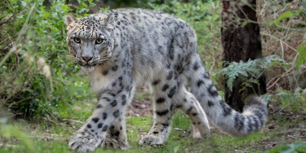 <b>SNOW LEOPARD</b>
<br>
<i>Panthera uncia</i>
<br>
Where They Live: Central & South Asia
<br>
Status: Vulnerable