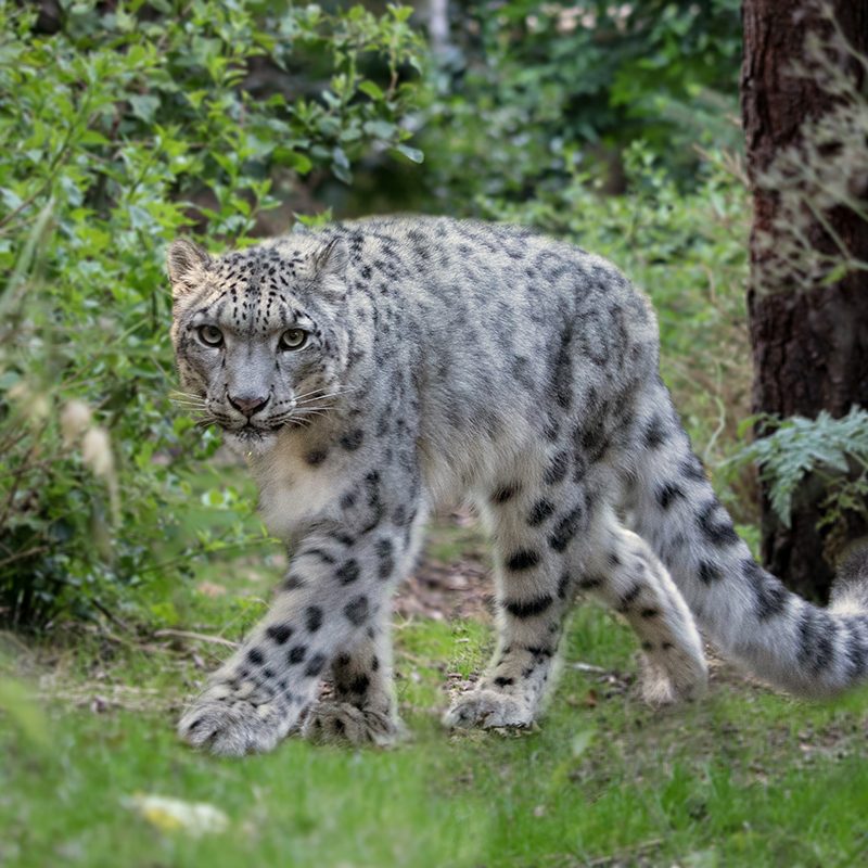 <b>SNOW LEOPARD</b>
<br>
<i>Panthera uncia</i>
<br>
Where They Live: Central & South Asia
<br>
Status: Vulnerable