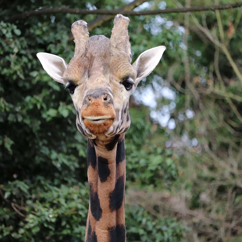 <b>ROTHSCHILD'S GIRAFFE</b>
<br>
<i>Giraffa camelopardalis rothschildi</i>
<br>
Where They Live: Uganda, Nairobi & Kenya
<br>
Status: Endangered