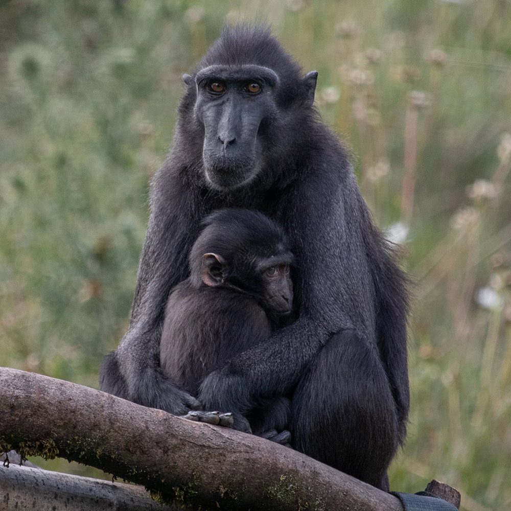 <b>SULAWESI CRESTED MACAQUE</b>
<br>
<i>Macaca nigra</i>
<br>
Where They Live: Indonesia
<br>
Status: Critically Endangered