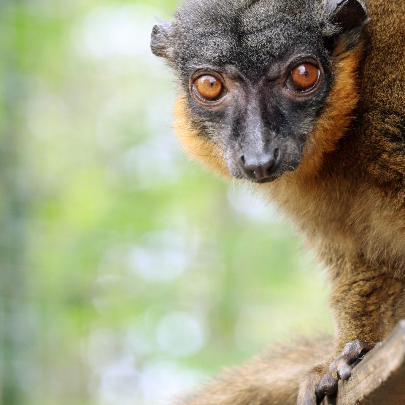 <b>COLLARED BROWN LEMUR</b>
<br>
<i>Eulemur collaris</i>
<br>
Where They Live: Madagascar
<br>
Status: Endangered