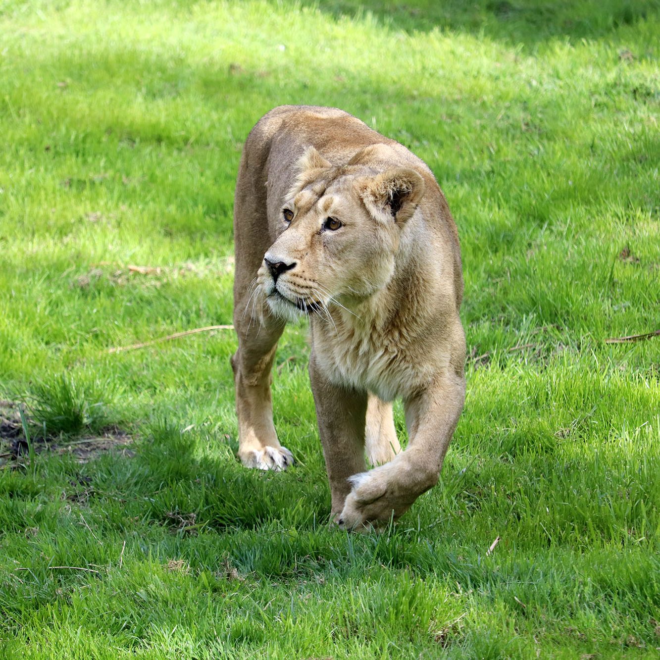 <b>ASIATIC LION</b>
<br>
<i>Panthera leo persica</i>
<br>
Where They Live: India
<br>
Status: Endangered