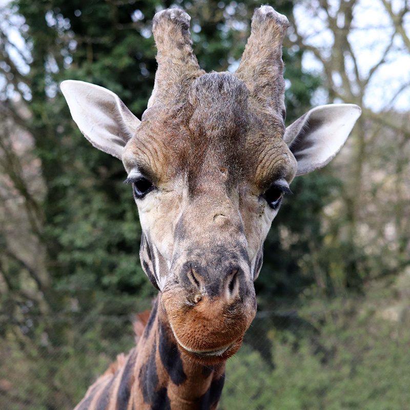 <b>ROTHSCHILD'S GIRAFFE</b>
<br>
<i>Giraffa camelopardalis rothschildi</i>
<br>
Where They Live: Uganda, Nairobi & Kenya
<br>
Status: Endangered