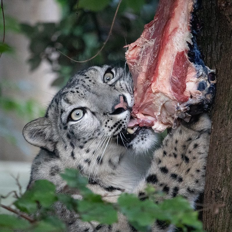 <b>SNOW LEOPARD</b>
<br>
<i>Panthera uncia</i>
<br>
Where They Live: Central & South Asia
<br>
Status: Vulnerable