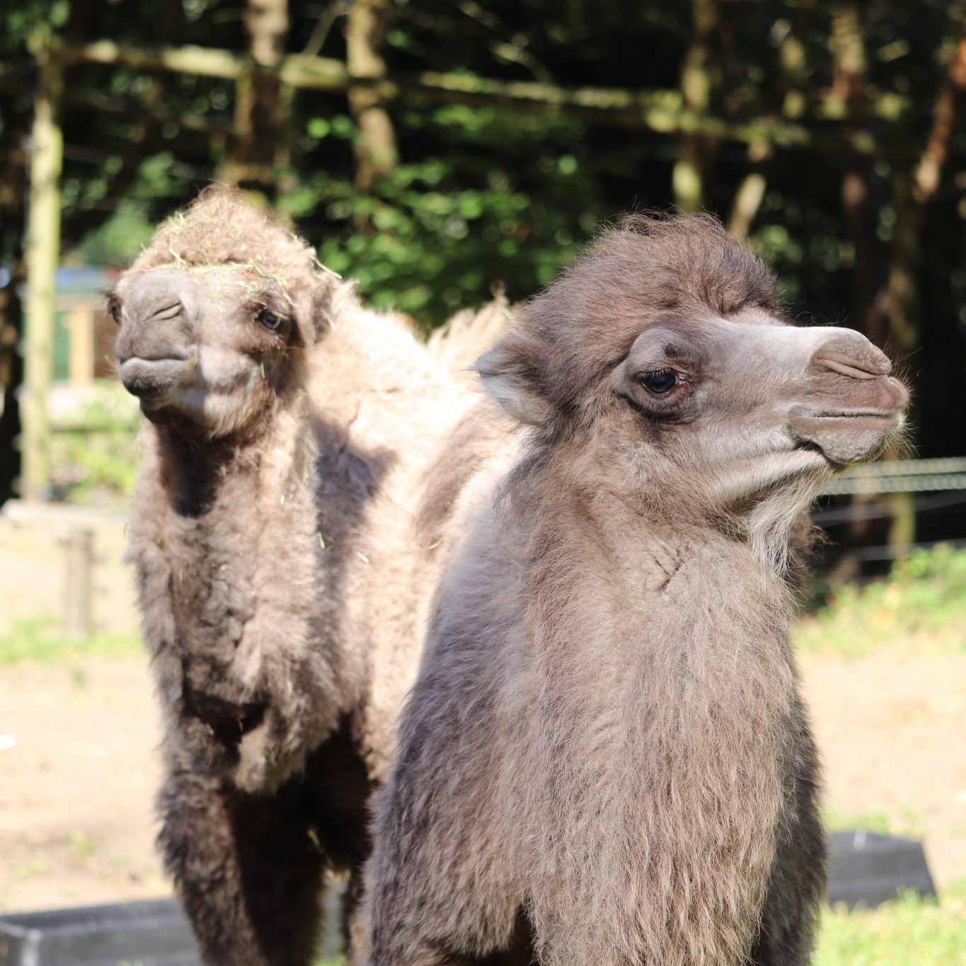 <b>BACTRIAN CAMEL</b>
<br>
<i>Camelus bactrianus</i>
<br>
Where They Live: Mongolia & China
<br>
Status: Critically Endangered