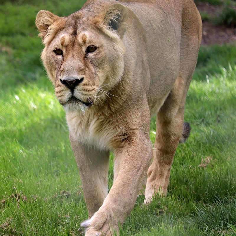 <b>ASIATIC LION</b>
<br>
<i>Panthera leo persica</i>
<br>
Where They Live: India
<br>
Status: Endangered